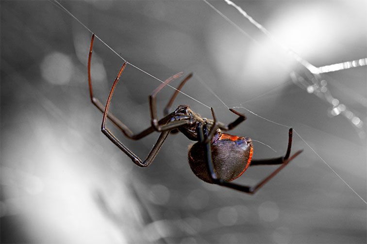 Black Widow Spider in a web