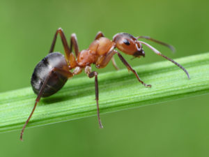 A very close up photo of a fire ant resting on a singular blade of grass